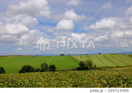 北海道上川郡美瑛町 赤麦の丘付近の丘陵地帯に広がる畑や草原などと青空と雲の風景 北海道上川郡美瑛町 赤麦の丘付近の丘陵地帯に広がる畑や草原などと青空と雲の風景 109723400