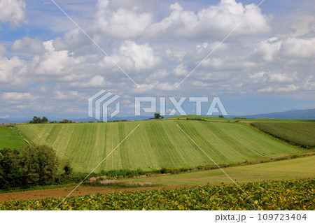 北海道上川郡美瑛町 赤麦の丘付近の丘陵地帯に広がる畑や草原などと青空と雲の風景 北海道上川郡美瑛町 赤麦の丘付近の丘陵地帯に広がる畑や草原などと青空と雲の風景 109723404