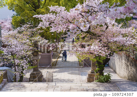 春の大阪 桜に包まれた高津宮(高津神社)表参道 春の大阪 桜に包まれた高津宮(高津神社)表参道 109724307