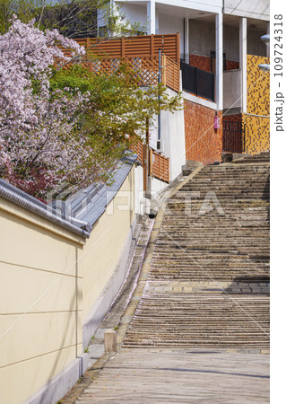 春の大阪 桜の花と源聖寺坂(天王寺七坂) 春の大阪 桜の花と源聖寺坂(天王寺七坂) 109724318