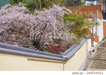 春の大阪　桜の花と源聖寺坂（天王寺七坂） 109724321