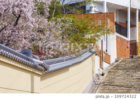 春の大阪　桜の花と源聖寺坂（天王寺七坂） 109724322