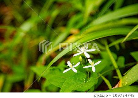 山に咲いてる白い花 山に咲いてる白い花 109724748