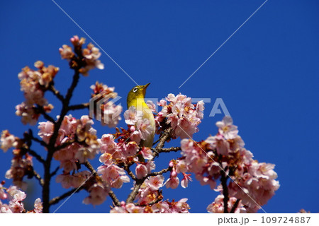寒桜とメジロ 寒桜とメジロ 109724887