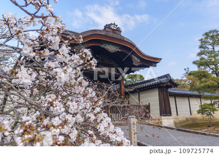 春の京都　仁和寺　桜に包まれた勅使門 109725774