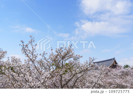 春の京都 仁和寺 御室桜と観音堂 春の京都 仁和寺 御室桜と観音堂 109725775