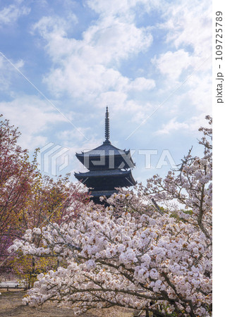 春の京都　仁和寺　御室桜と五重塔 109725789
