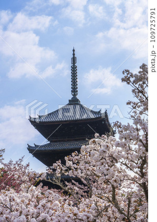 春の京都 仁和寺 御室桜と五重塔の写真素材 [109725791] - PIXTA