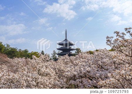 春の京都　仁和寺　御室桜と五重塔 109725793