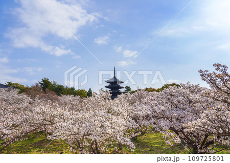 春の京都 仁和寺 御室桜と五重塔 春の京都 仁和寺 御室桜と五重塔 109725801
