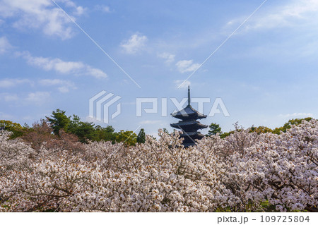 春の京都　仁和寺　御室桜と五重塔 109725804