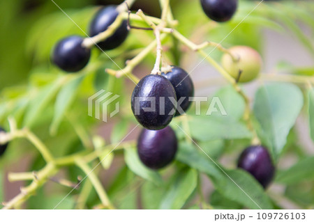 カレーリーフの熟した果実（カレーベリー）別名：カラピンチャ、ナンヨウザンショウ 109726103