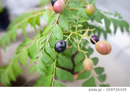 カレーリーフの熟し始めの果実(カレーベリー)別名:カラピンチャ、ナンヨウザンショウ カレーリーフの熟し始めの果実(カレーベリー)別名:カラピンチャ、ナンヨウザンショウ 109726105