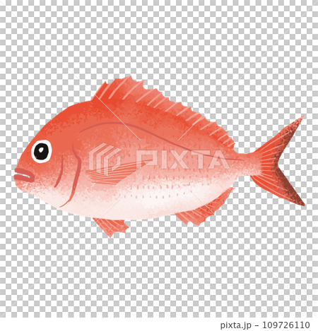 マダイのイラスト素材 109726110