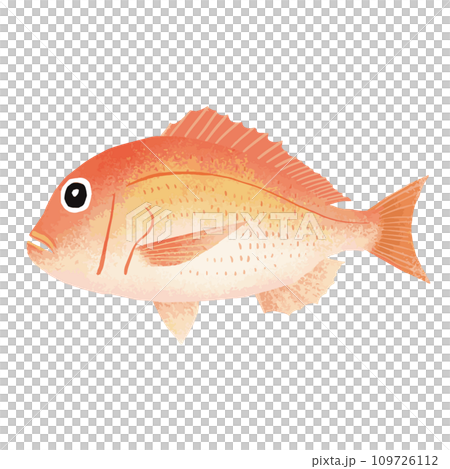 キダイ(レンコダイ)のイラスト素材 109726112