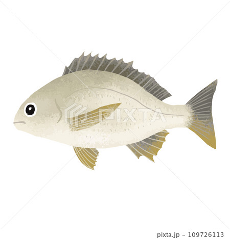 キチヌ(キビレ)のイラスト素材 109726113