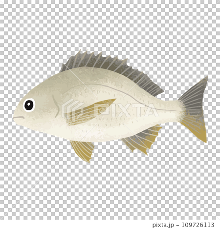 キチヌ(キビレ)のイラスト素材 109726113