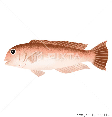 シロアマダイ(イトヨリ)のイラスト素材 シロアマダイ(イトヨリ)のイラスト素材 109726115