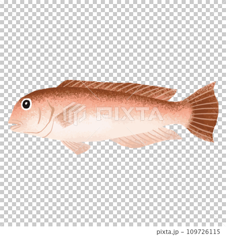 シロアマダイ(イトヨリ)のイラスト素材 シロアマダイ(イトヨリ)のイラスト素材 109726115