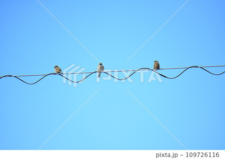 電線に止まっている雀 電線に止まっている雀 109726116