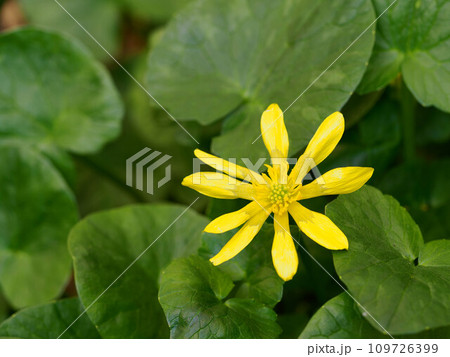 黄色の光沢が美しいヒメリュウキンカ 109726399