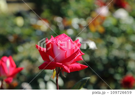 荒尾市 おもやい市民花壇 バラの花、 荒尾市 おもやい市民花壇 バラの花、 109726659