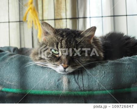 ケージの中から見つめる猫 ケージの中から見つめる猫 109726847