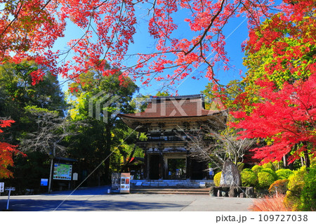 【滋賀県】晴天の三井寺（園城寺）の仁王門と紅葉 109727038
