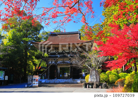 【滋賀県】晴天の三井寺（園城寺）の仁王門と紅葉 109727039