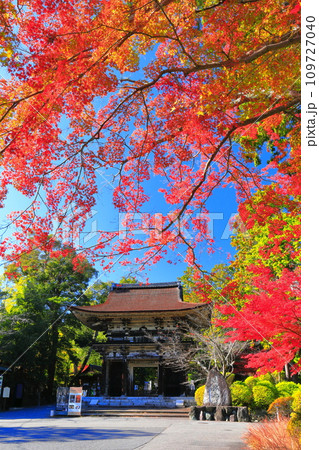 【滋賀県】晴天の三井寺（園城寺）の仁王門と紅葉 109727040