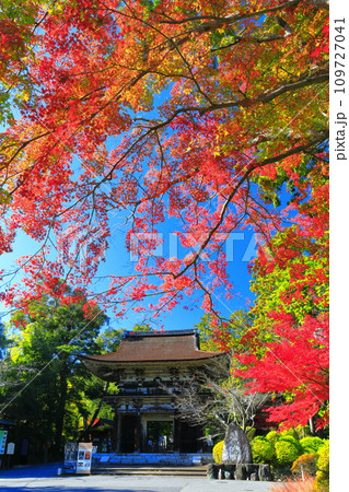 【滋賀県】晴天の三井寺（園城寺）の仁王門と紅葉 109727041
