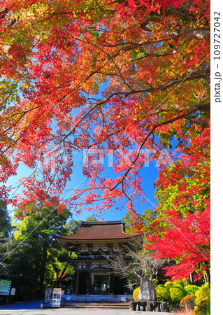 【滋賀県】晴天の三井寺（園城寺）の仁王門と紅葉 109727042