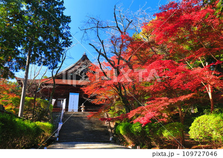 【滋賀県】晴天の三井寺（園城寺）の金堂と紅葉 109727046