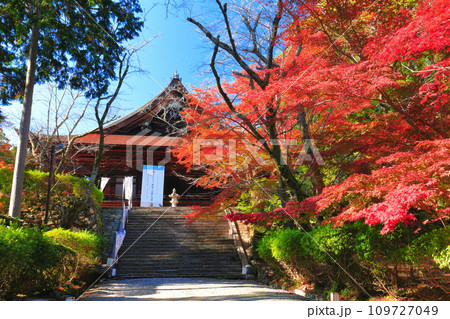 【滋賀県】晴天の三井寺（園城寺）の金堂と紅葉 109727049