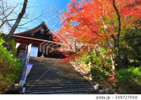 【滋賀県】晴天の三井寺(園城寺)の金堂と紅葉 【滋賀県】晴天の三井寺(園城寺)の金堂と紅葉 109727050