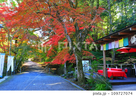 【滋賀県】晴天の三井寺(園城寺)の紅葉 【滋賀県】晴天の三井寺(園城寺)の紅葉 109727074