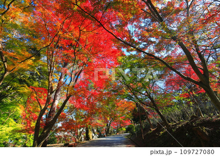【滋賀県】晴天の三井寺(園城寺)の紅葉 【滋賀県】晴天の三井寺(園城寺)の紅葉 109727080