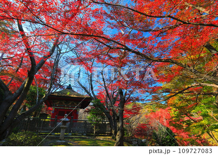 【滋賀県】晴天の三井寺（園城寺）の毘沙門堂の紅葉 109727083