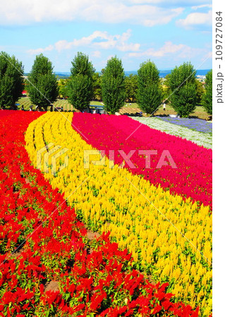 広大な花畑 109727084