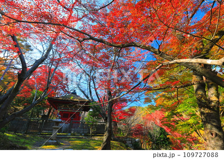 【滋賀県】晴天の三井寺（園城寺）の毘沙門堂の紅葉 109727088