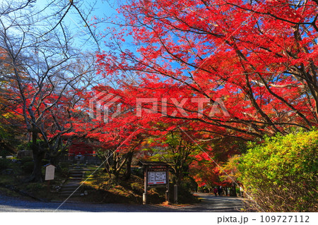 【滋賀県】晴天の三井寺(園城寺)の毘沙門堂の紅葉 【滋賀県】晴天の三井寺(園城寺)の毘沙門堂の紅葉 109727112
