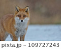 冬毛のキタキツネ 109727243
