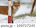 冬毛のキタキツネ 109727245