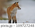 冬毛のキタキツネ 109727248