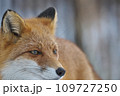 冬毛のキタキツネ 109727250