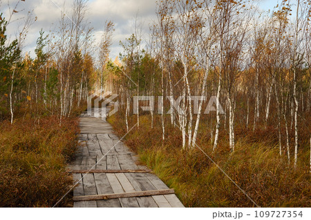 Wooden path on the swamp in Yelnya, Belarus Wooden path on the swamp in Yelnya, Belarus 109727354