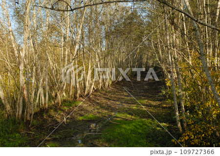 A shallow river in autumn in the Yelnya Nature Reserve. Belarus 109727366