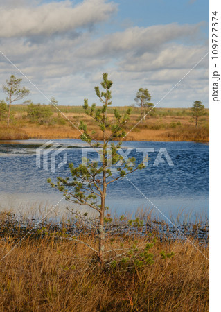Spruce and lakes in the swamp in the Yelninsky Nature Reserve, Belarus, autumn. Ecosystems environmental problems climate change Spruce and lakes in the swamp in the Yelninsky Nature Reserve, Belarus, autumn. Ecosystems environmental problems climate change 109727374