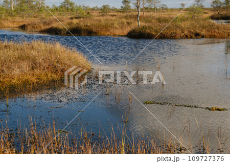 Lakes in the swamp in the Yelnya Nature Reserve, Belarus, autumn. Ecosystems environmental problems climate change Lakes in the swamp in the Yelnya Nature Reserve, Belarus, autumn. Ecosystems environmental problems climate change 109727376