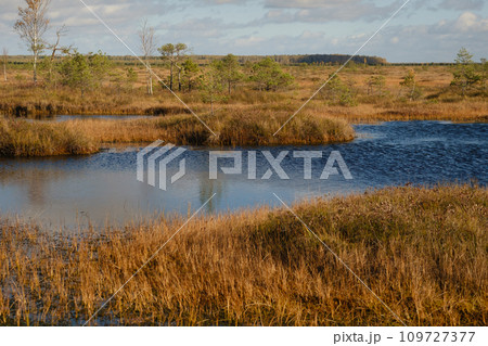 Lakes in the swamp in the Yelnya Nature Reserve, Belarus, autumn. Ecosystems environmental problems climate change Lakes in the swamp in the Yelnya Nature Reserve, Belarus, autumn. Ecosystems environmental problems climate change 109727377